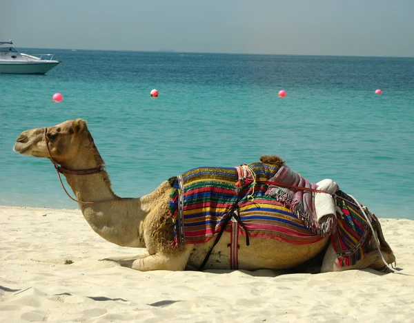 Camel op het strand in dubai, Verenigde Arabische Emiraten — Stockfoto