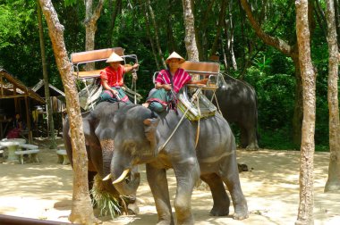 phuket, Tayland Siyam safari fil kampında yolcular için bekleyen filler sorumlu mahouts