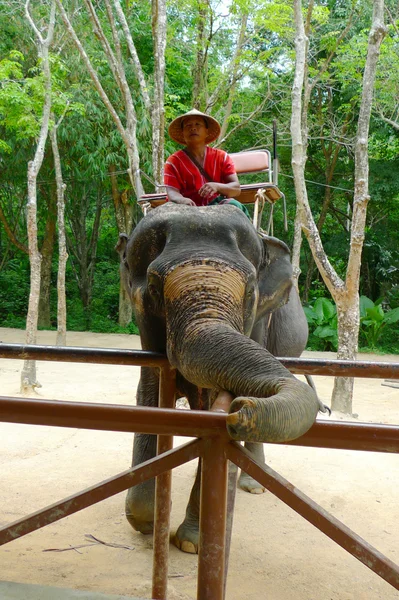 A mahout in charge of elephants waiting for passengers at the Siam Safari Elephant Camp in Phuket, Thailand