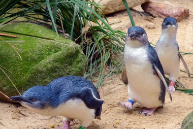 şirin Avustralya küçük penguenler