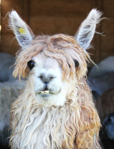 Lama, Şili'deki hayvan çiftliği — Stok fotoğraf