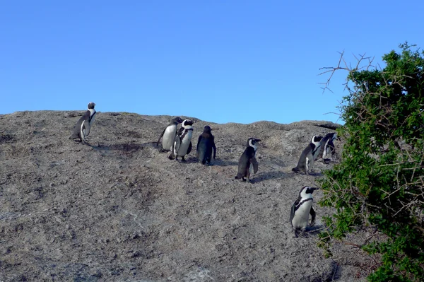 Пингвины ЮАР — стоковое фото