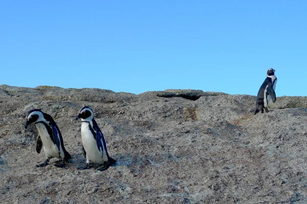 Пингвины ЮАР — стоковое фото