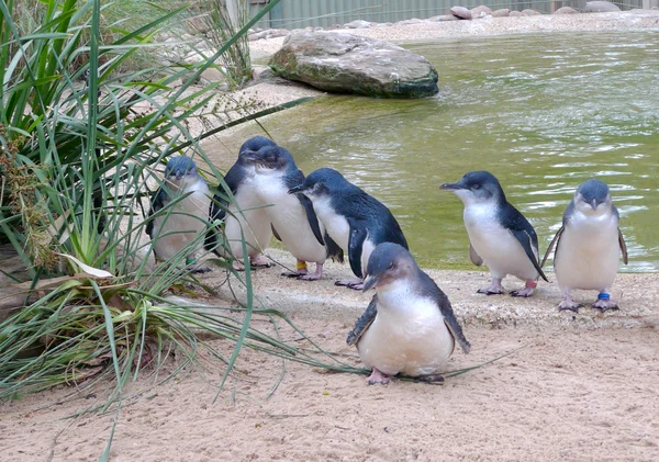 Cute Australian little penguins — Stock Photo, Image