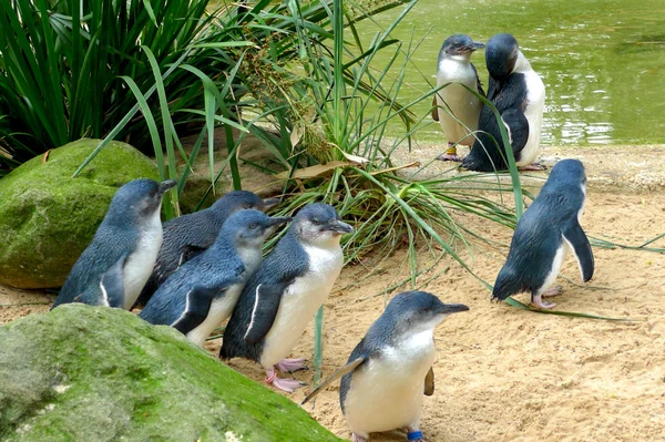 Şirin Avustralya küçük penguenler — Stok fotoğraf