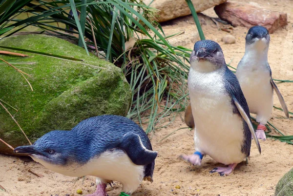 Şirin Avustralya küçük penguenler — Stok fotoğraf