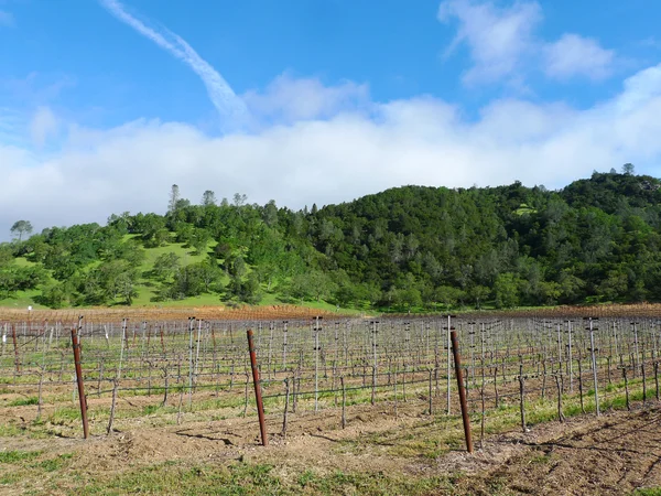 Fileiras de videira na estação de primavera em Napa Valley, Califórnia — Fotografia de Stock