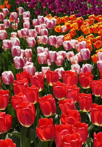 Tulip garden — Stock Photo, Image