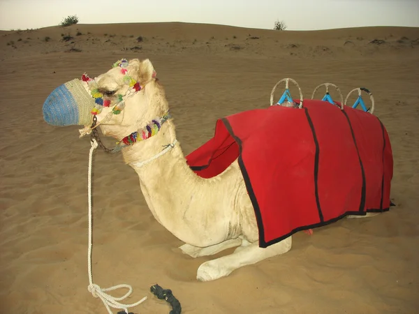 Bedoeïenen kamelen in dubai, Verenigde Arabische Emiraten — Stockfoto