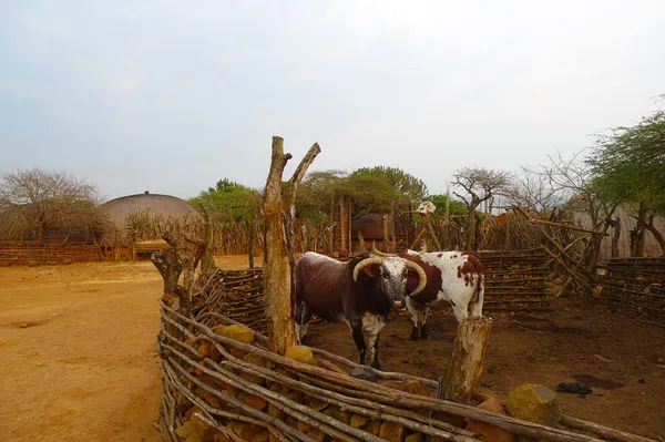African Nguni bulls at the Great Kraal in Zululand, South Africa. — Stock Photo, Image