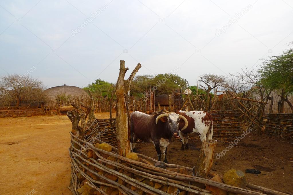 African Nguni bulls at the Great Kraal in Zululand, South Africa.