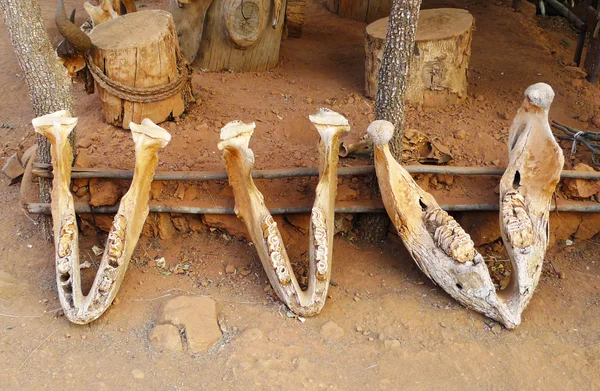 Mordazas de elefante en el pueblo Zulú shakaland, Sudáfrica — Stok fotoğraf