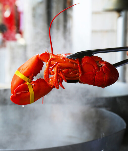 Boiled Maine lobster