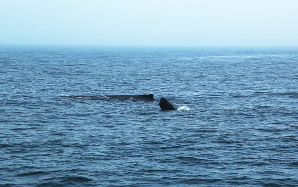 Горбатые киты в Мэнском заливе — стоковое фото