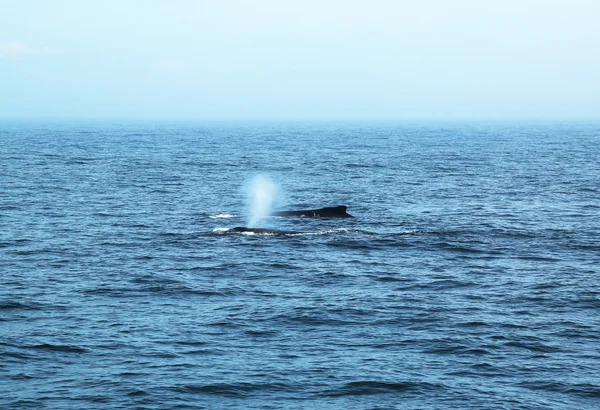 Bultrug walvissen in de Golf van maine — Stockfoto