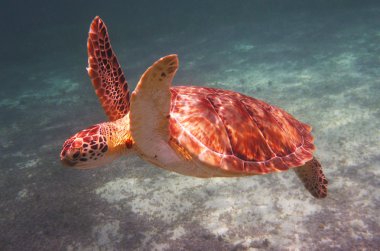 hawksbill deniz kaplumbağası