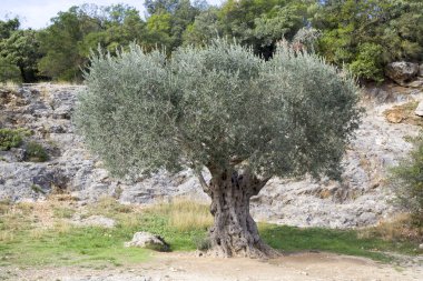 eski zeytin ağacı