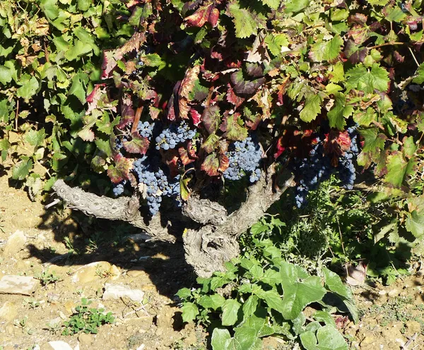 Red wine grapes on the vine in a sunny vineyard — Stock Photo, Image