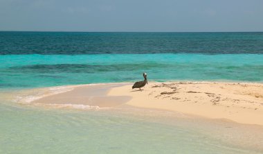 goff's caye, Belize, gri Pelikan
