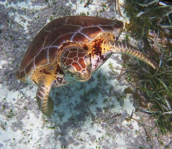 Hawksbill deniz kaplumbağası — Stok fotoğraf