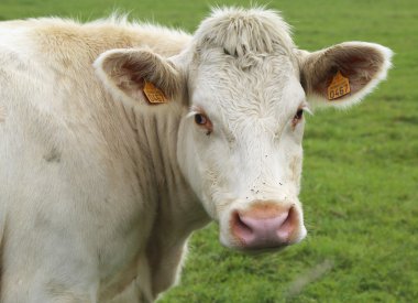Burgonya, Fransa mera üzerinde otlatma charolais inek