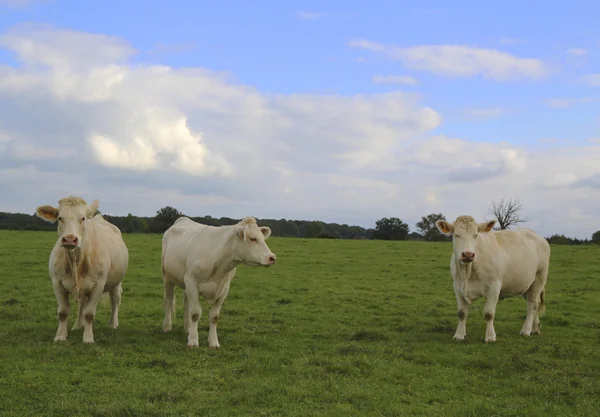 Krów Charolais wypasu na pastwiskach w Burgundii we Francji — Zdjęcie stockowe