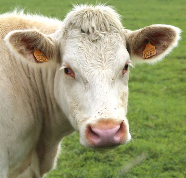 Burgonya, Fransa mera üzerinde otlatma charolais inek