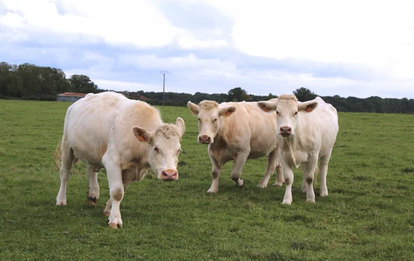 Коровы Шароле пасутся на пастбище в Бургундии, Франция — стоковое фото