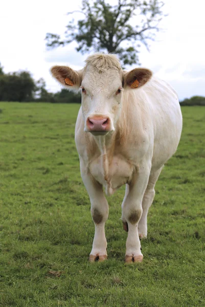 Vaca Charolais pastando em pastagens na Borgonha, França — Fotografia de Stock