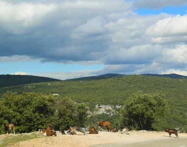 dağ keçileri, Ardèche gorge, Fransa