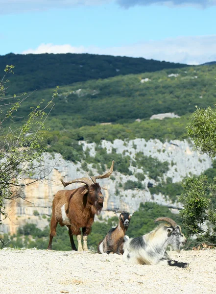 Cabras de montanha no desfiladeiro de Ardeche, França — Fotografia de Stock