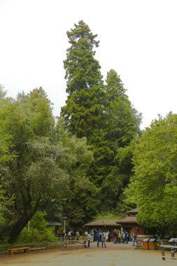 Muir woods Ulusal Anıt nesr san francisco, california