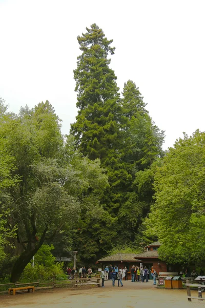 Muir Woods National monument nesr San Francisco, California — Stock Photo, Image