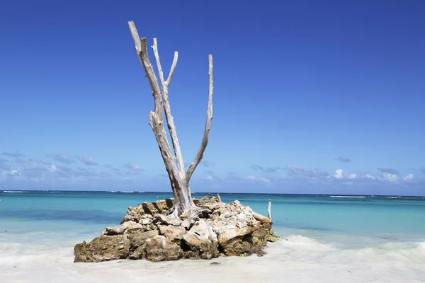 Der schöne bavaro strand in punta cana, dominikanische republik — Stockfoto