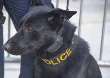New York transit büro k-9 Alman çoban süper kase xlviii hafta Manhattan broadway güvenlik sağlama
