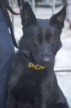 New York transit büro k-9 Alman çoban süper kase xlviii hafta Manhattan broadway güvenlik sağlama
