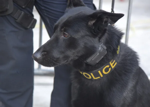 NYPD transit bureau K-9 German Shepherd fornecendo segurança na Broadway durante a semana do Super Bowl XLVIII em Manhattan — Fotografia de Stock