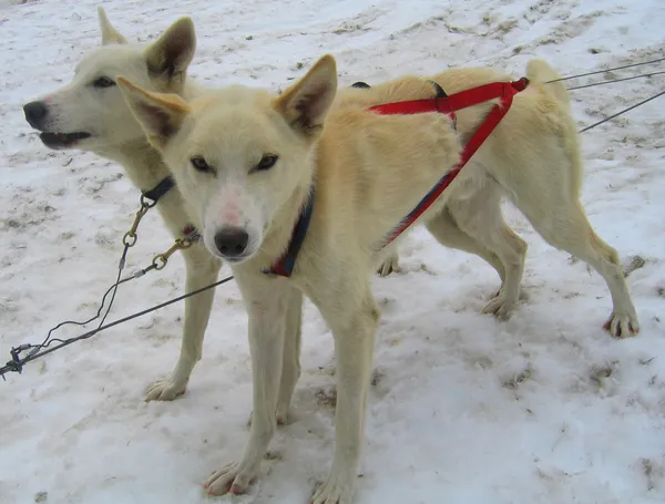 Unga alaskan huskies i musher camp redo för hundspann — Stockfoto