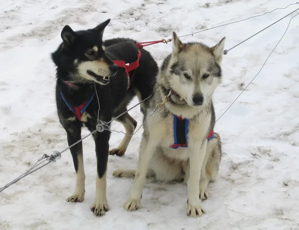 アラスカのハスキー犬そりの準備ができて musher キャンプ — ストック写真