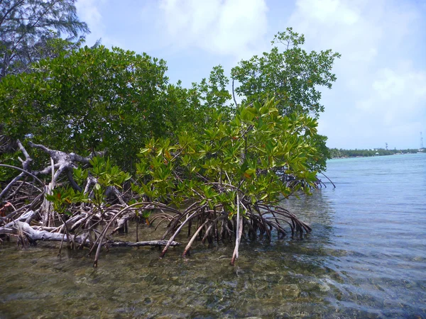 Drzewa mangrowe w belize — Zdjęcie stockowe