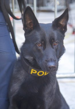 New York transit büro k-9 Alman çoban süper kase xlviii hafta Manhattan broadway güvenlik sağlama