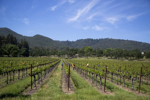 Travailleurs taillant des raisins de cuve dans le vignoble — Photo