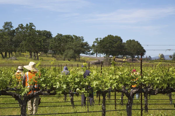 Travailleurs taillant des raisins de cuve dans le vignoble — Photo