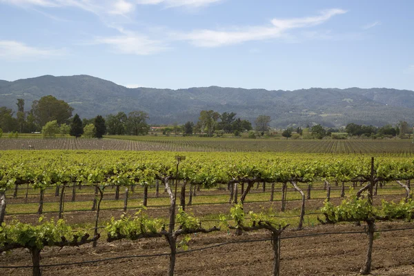 Paisagem típica com fileiras de uvas na região vinícola de Napa Valley — Fotografia de Stock