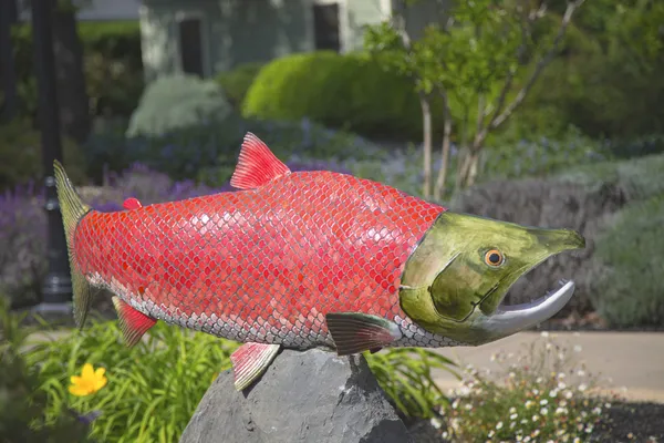 Instalación de salmón en el Parque Van De Leur en Yountville —  Fotos de Stock