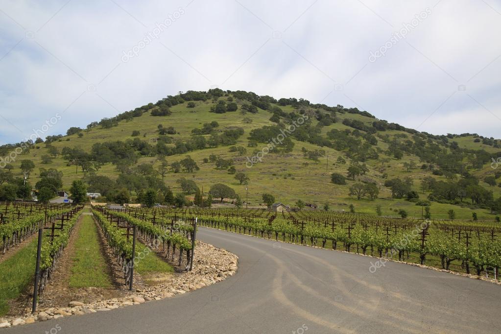 Typical landscape with rows of grapes  in the wine growing region of Napa Valley