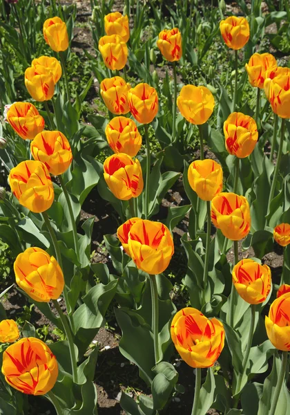 Tulip garden — Stock Photo, Image