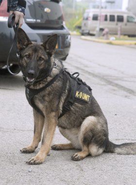 Bizi navy k-9 Alman çoban 2014 donanma haftası sırasında güvenliğin sağlanması