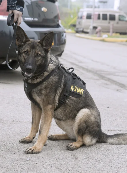 Военно-морские силы США K-9 German Shepherd обеспечивают безопасность во время Недели флота 2014 — стоковое фото