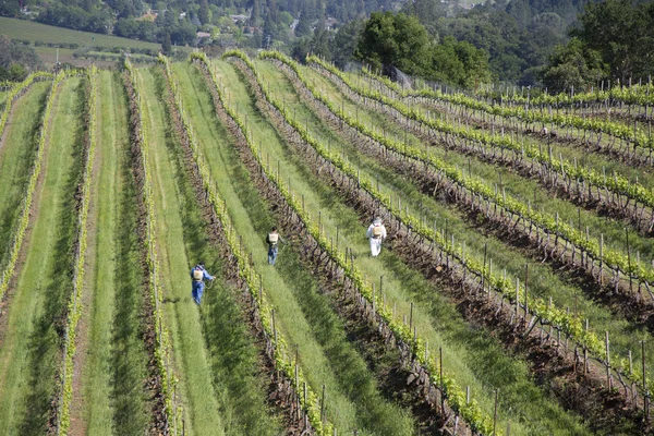 Workers pruning wine grapes in vineyard in Napa Valley — Stock Photo, Image